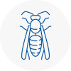 Kendal Wasp Nest Removal